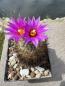 Preview: Gymnocactus beguinii
